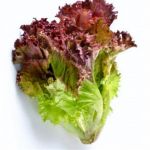 Lettuce, Red Leaf Organic